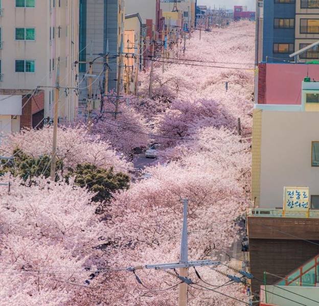Life In South Korea (19 pics)