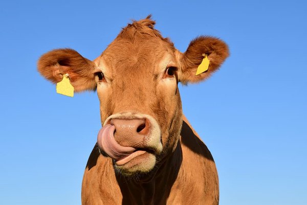 Facts About Cows (11 pics)