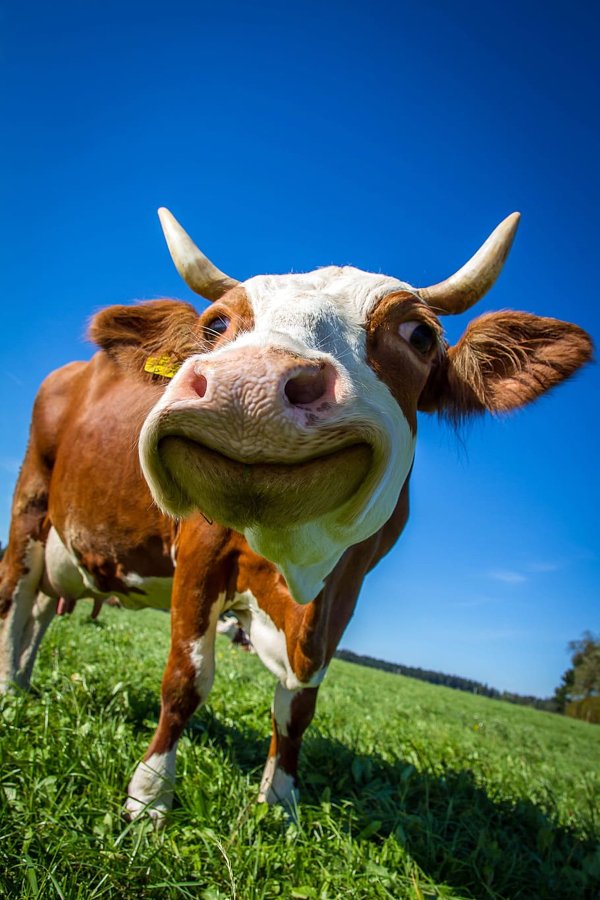 Facts About Cows (11 pics)