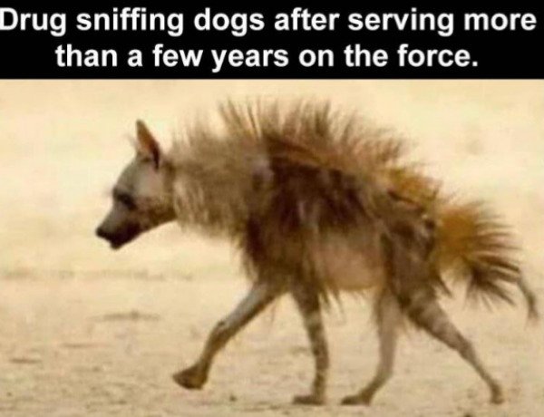 Funny Dogs Memes And Pictures (33 pics)