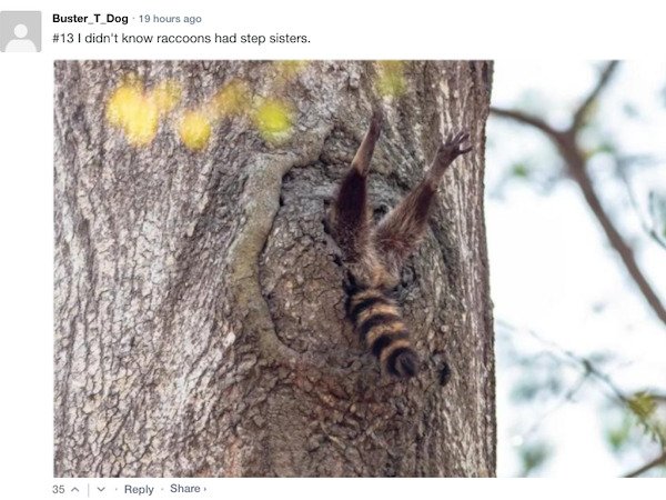 Funny Comments (65 pics)