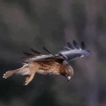 Acid Gifdump, July 19 (25 gifs)