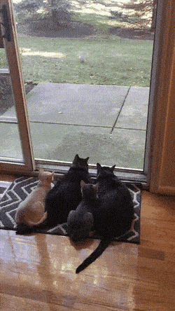 Acid Gifdump, July 19 (25 gifs)