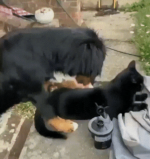Acid Gifdump, July 19 (25 gifs)