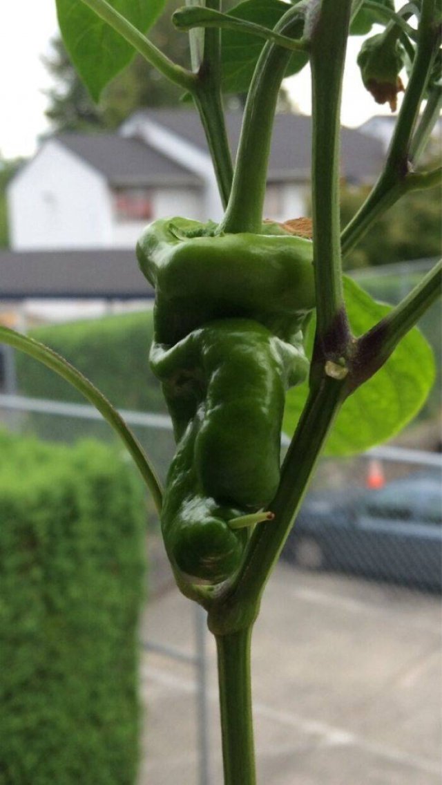 Fruits And Vegetables That Look A Way Bit Different (40 pics)