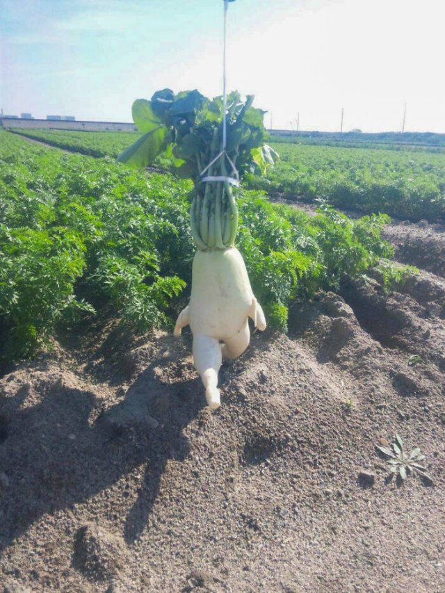 Fruits And Vegetables That Look A Way Bit Different (40 pics)
