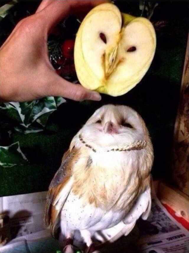 Fruits And Vegetables That Look A Way Bit Different (40 pics)