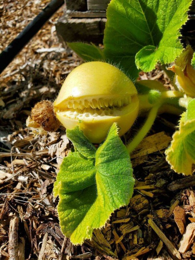 Fruits And Vegetables That Look A Way Bit Different (40 pics)