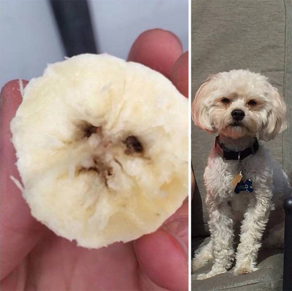 Fruits And Vegetables That Look A Way Bit Different (40 pics)