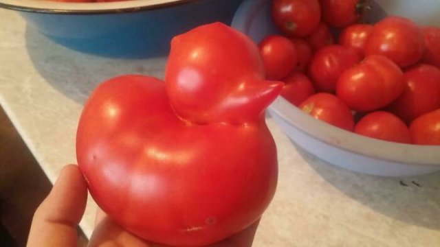 Fruits And Vegetables That Look A Way Bit Different (40 pics)