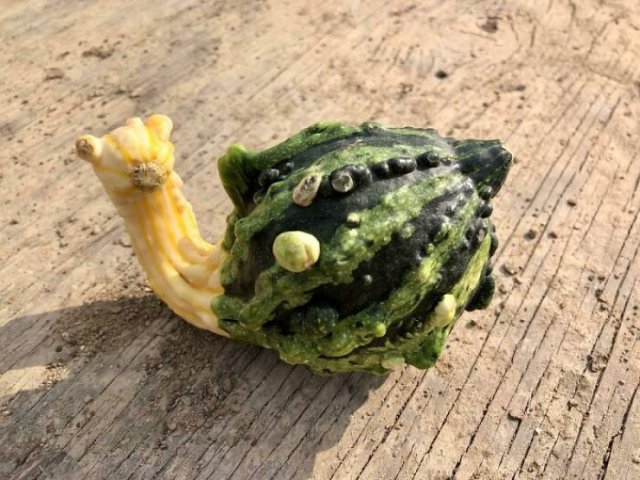 Fruits And Vegetables That Look A Way Bit Different (40 pics) Fruits And Vegetables That Look A Way Bit Different (40 pics)