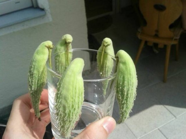Fruits And Vegetables That Look A Way Bit Different (40 pics) Fruits And Vegetables That Look A Way Bit Different (40 pics)