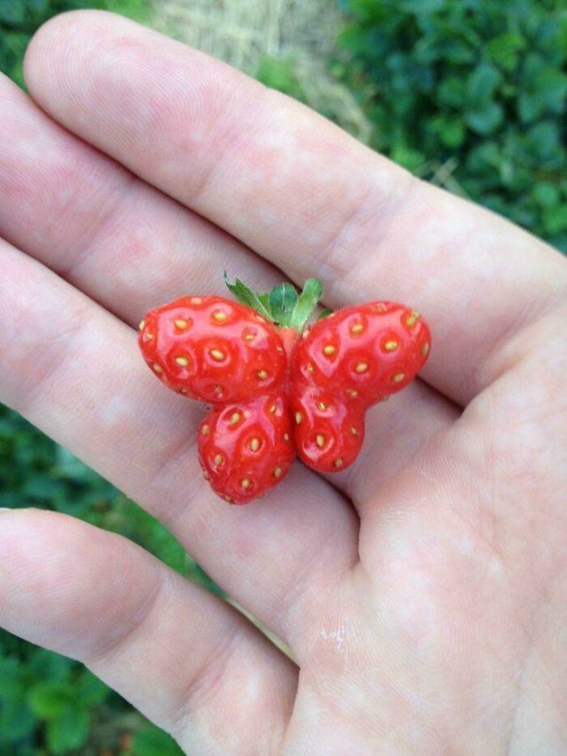 Fruits And Vegetables That Look A Way Bit Different (40 pics) Fruits And Vegetables That Look A Way Bit Different (40 pics)