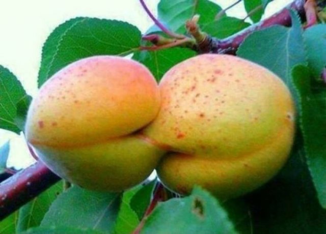 Fruits And Vegetables That Look A Way Bit Different (40 pics)