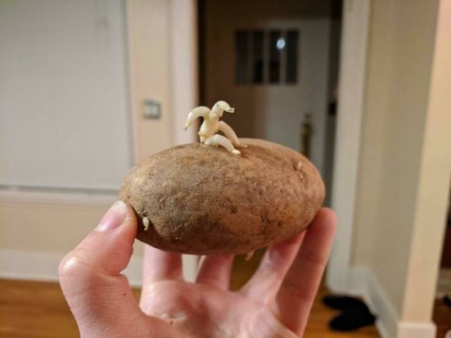 Fruits And Vegetables That Look A Way Bit Different (40 pics)