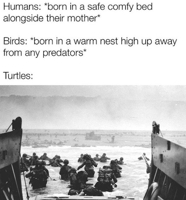 So True (43 pics)