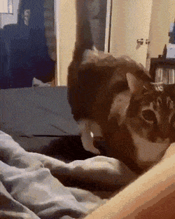 Acid Gifdump, July 20 (25 gifs)