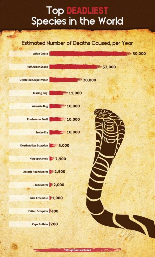 World's Most Deadliest Animals (8 pics)