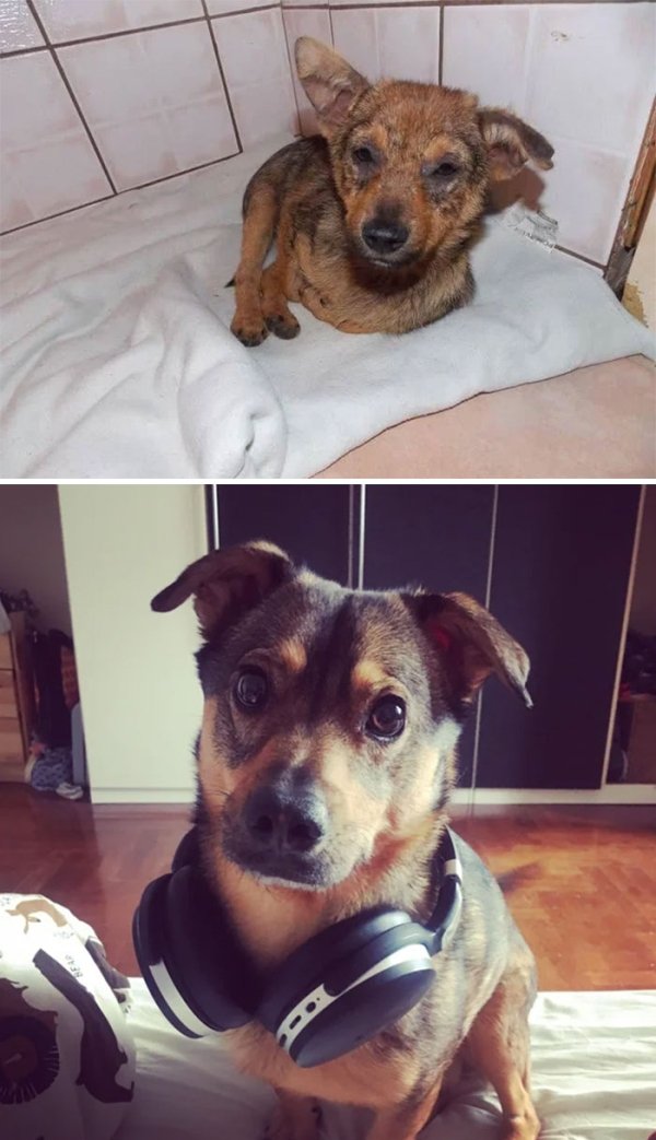 Animal Rescue Stories (34 pics)