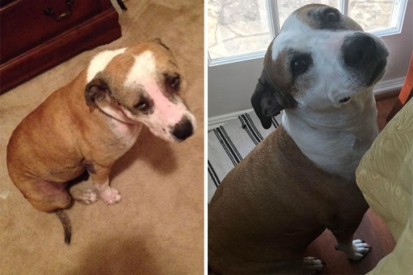 Animal Rescue Stories (34 pics)