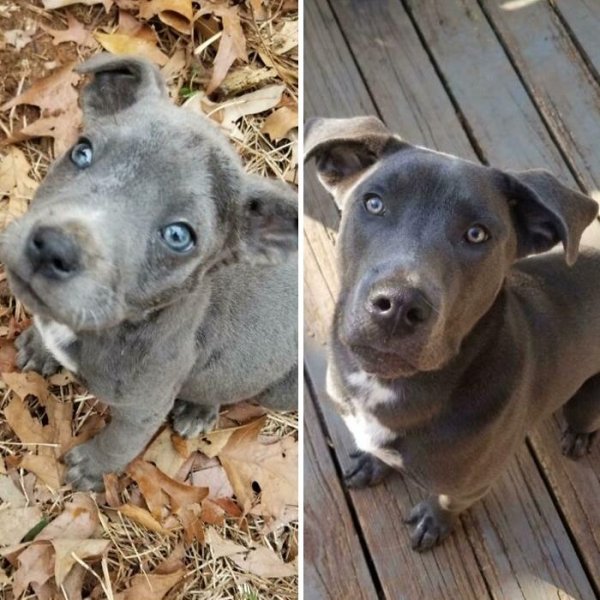 Animal Rescue Stories (34 pics)