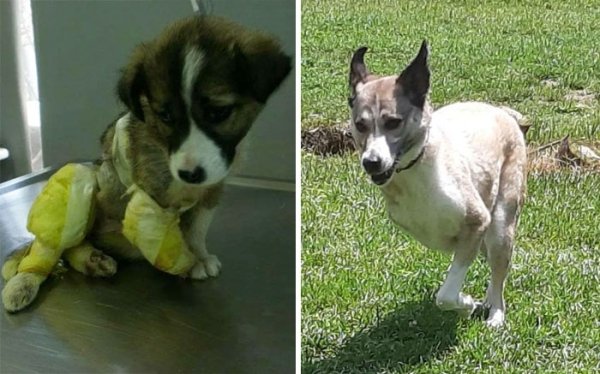 Animal Rescue Stories (34 pics)