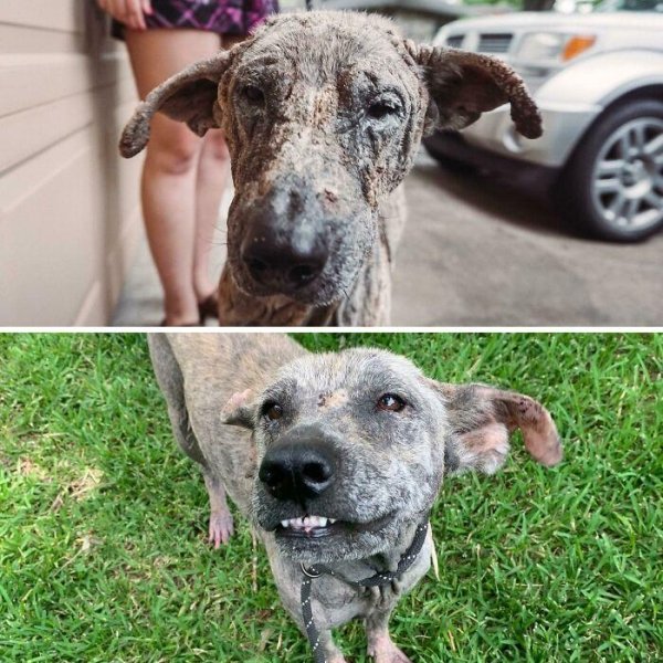 Animal Rescue Stories (34 pics)