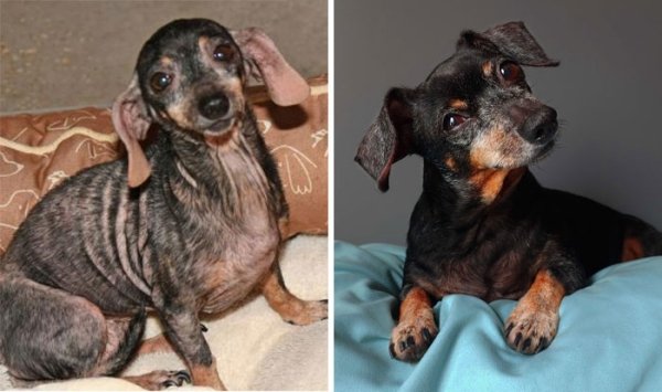 Animal Rescue Stories (34 pics)