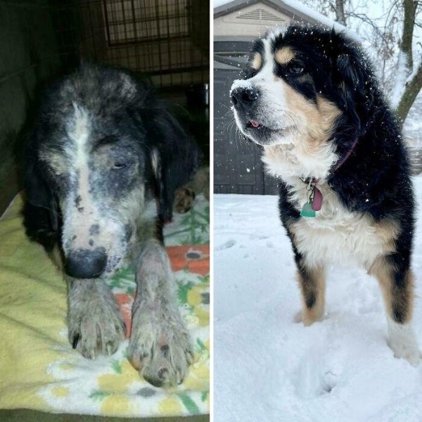 Animal Rescue Stories (34 pics)