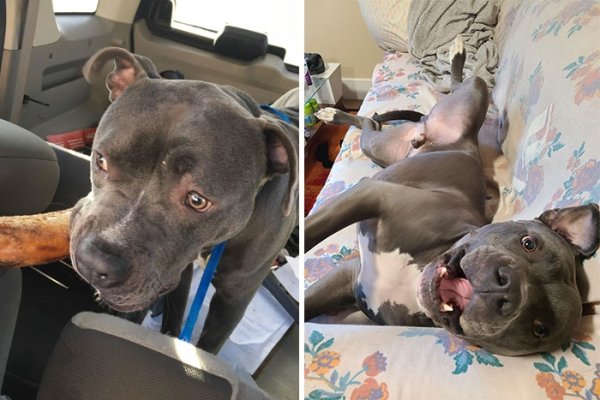 Animal Rescue Stories (34 pics)