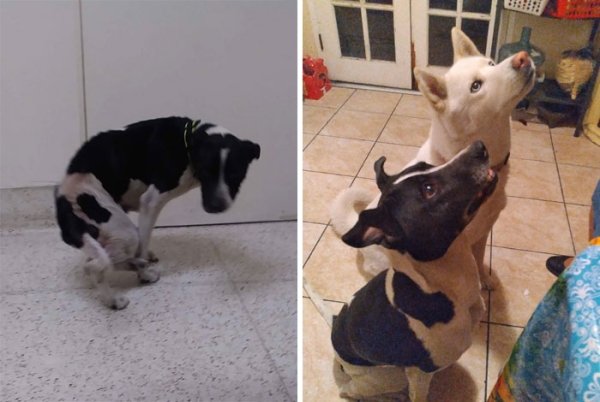 Animal Rescue Stories (34 pics)