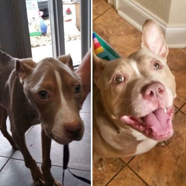 Animal Rescue Stories (34 pics)