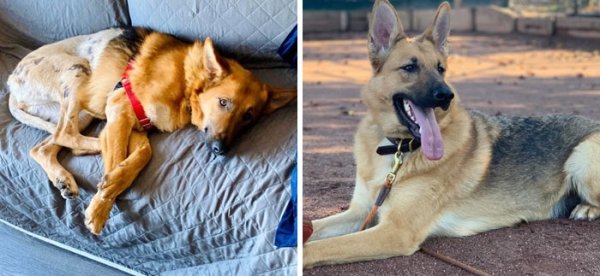 Animal Rescue Stories (34 pics)