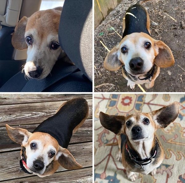Animal Rescue Stories (34 pics)