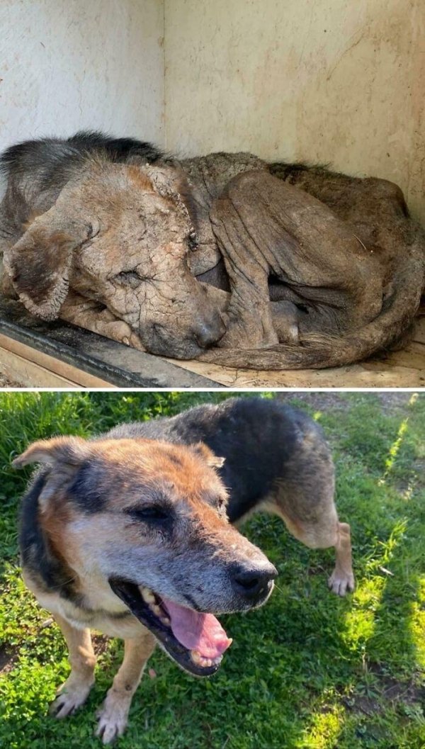 Animal Rescue Stories (34 pics)