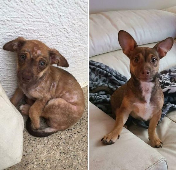 Animal Rescue Stories (34 pics)