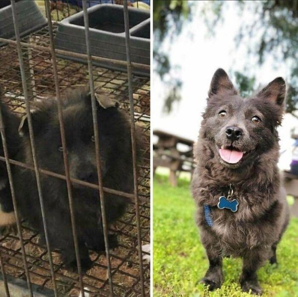 Animal Rescue Stories (34 pics)
