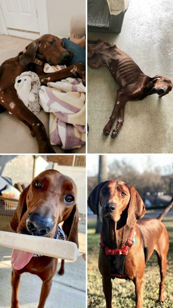 Animal Rescue Stories (34 pics)