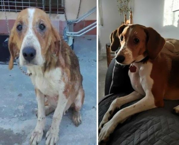 Animal Rescue Stories (34 pics)