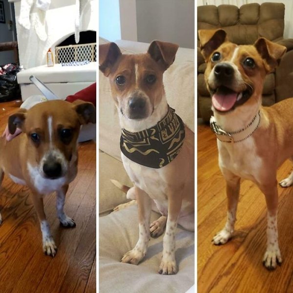 Animal Rescue Stories (34 pics)