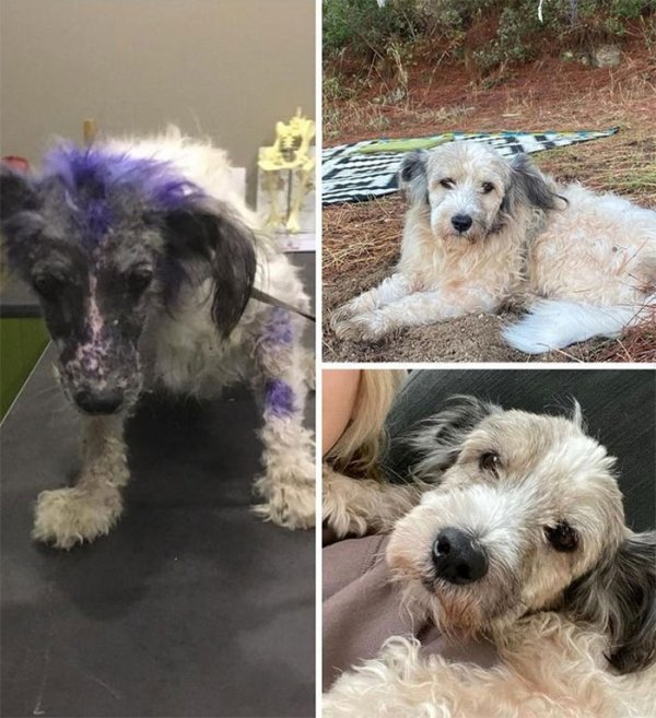 Animal Rescue Stories (34 pics)