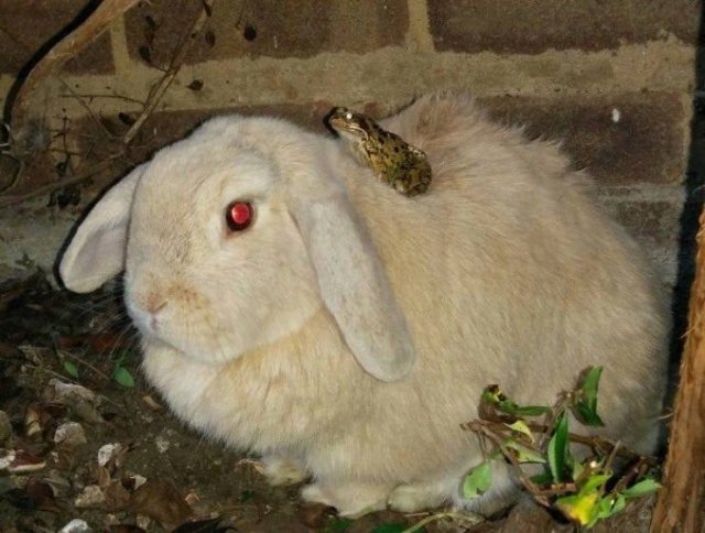Acid Picdump 1 (87 pics)