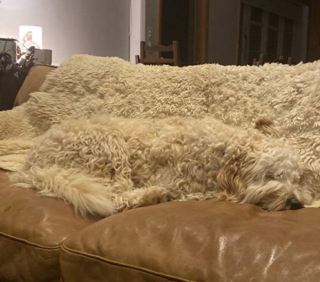 Look Twice (17 pics)