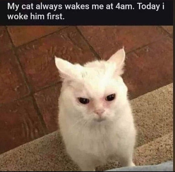 Cat Memes (30 pics)