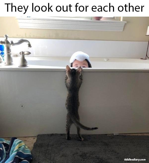 Cat Memes (30 pics)