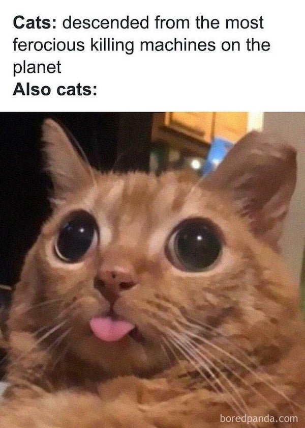 Cat Memes (30 pics)