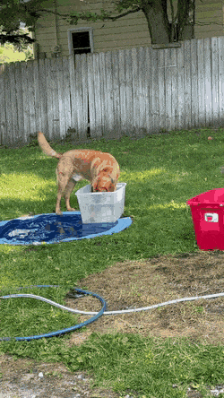Acid Gifdump, July 23 (25 gifs)