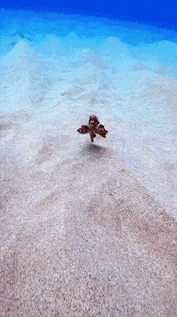 Acid Gifdump, July 23 (25 gifs)
