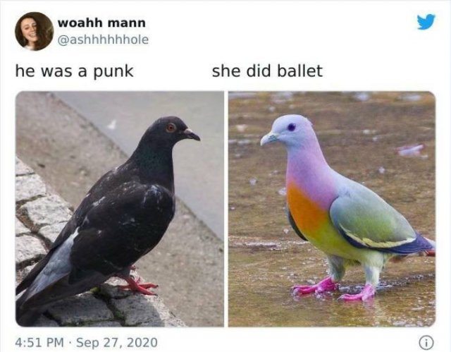 Bird Memes (47 pics)