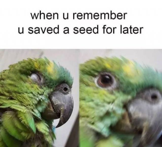 Bird Memes (47 pics)